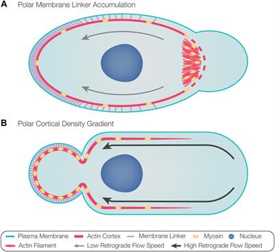 Blebs—Formation, Regulation, Positioning, and Role in Amoeboid Cell Migration